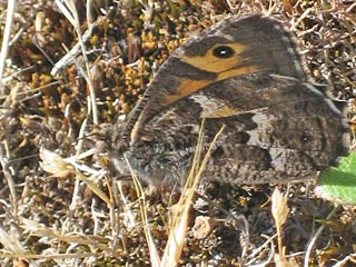 Hipparchia maderensis