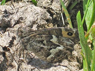 Hipparchia maderensis