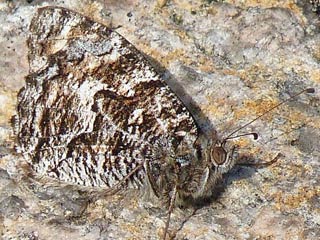 Hipparchia semele  Rostbinde Ockerbindiger Samtfalter  Grayling