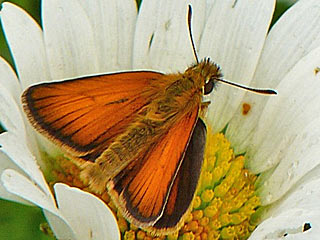 Thymelicus lineola  Schwarzkolbiger Braundickkopffalter  Essex Skipper