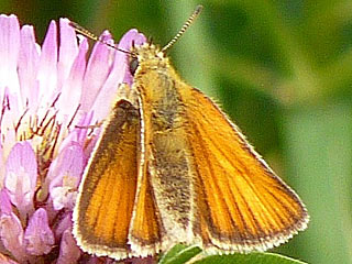 Thymelicus lineola  Schwarzkolbiger Braundickkopffalter  Essex Skipper