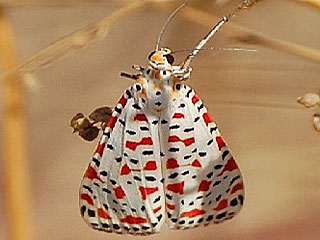 Utetheisa pulchella  Punktbr  Grassteppenbr  Crimson-speckled Moth
