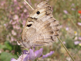 Chazara briseis  Berghexe The Hermit