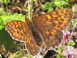 Boloria thore  Alpen-Perlmutterfalter  Thor's Fritillary