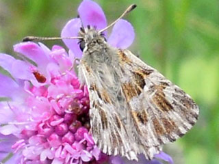 Gr�nlicher Dickkopffalter Ziestfalter Carcharodus lavatherae Marbled Skipper