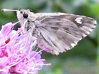 Gr�nlicher Dickkopffalter Ziestfalter Carcharodus lavatherae Marbled Skipper