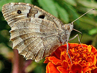 Chazara briseis  Berghexe The Hermit