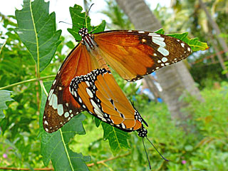 Danaus plexippus  Afrikanischer Monarch  Plain Tiger