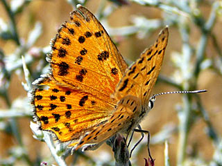 Lycaena thersamon  Lesser Fiery Copper