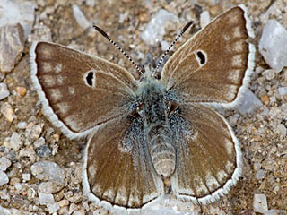 Plebeius pyrenaicus  Pyrenäen-Bläuling  Gavarnie Blue