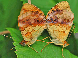  Brombeer-Perlmutterfalter   Marbled Fritillary   Brenthis daphne