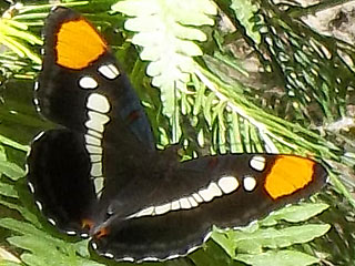 Limenitis bredowii  Californian Sister