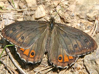 Hipparchia semele  Rostbinde Ockerbindiger Samtfalter  Grayling