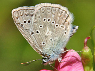 Polyommatus daphnis  Zahnflgel-Bluling Meleager's Blue