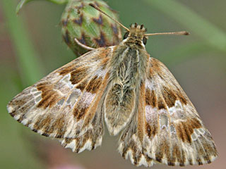 Gr�nlicher Dickkopffalter Ziestfalter Carcharodus lavatherae Marbled Skipper