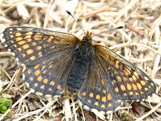 Melitaea varia  B�ndner Scheckenfalter  Westalpiner Scheckenfalter G Grisons Fritillary