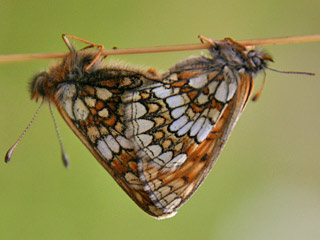 Melitaea varia  B�ndner Scheckenfalter  Westalpiner Scheckenfalter G Grisons Fritillary