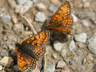 Melitaea varia  B�ndner Scheckenfalter  Westalpiner Scheckenfalter G Grisons Fritillary