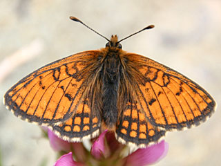 Melitaea varia  B�ndner Scheckenfalter  Westalpiner Scheckenfalter G Grisons Fritillary