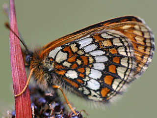 Melitaea varia  B�ndner Scheckenfalter  Westalpiner Scheckenfalter G Grisons Fritillary