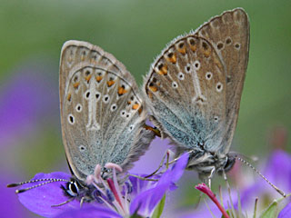 Storchschnabelbläuling Polyommatus eumedon  Geranium Argus