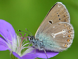 Storchschnabelbläuling Polyommatus eumedon  Geranium Argus