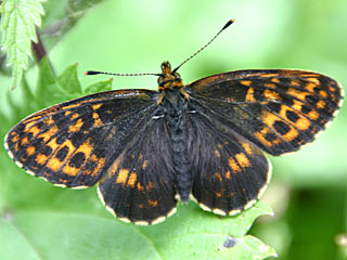 Boloria thore  Alpen-Perlmutterfalter  Thor's Fritillary