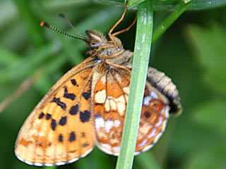 Boloria thore  Alpen-Perlmutterfalter  Thor's Fritillary