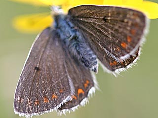 Groer Sonnenrschen-Bluling Aricia artaxerxes Northern Brown Argus