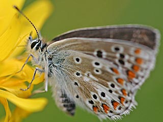 Groer Sonnenrschen-Bluling Aricia artaxerxes Northern Brown Argus