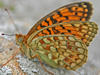 Stiefmtterchen-Perlmutterfalter  Argynnis nione  Niobe Fritillary