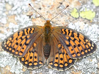 Stiefmtterchen-Perlmutterfalter  Argynnis nione  Niobe Fritillary