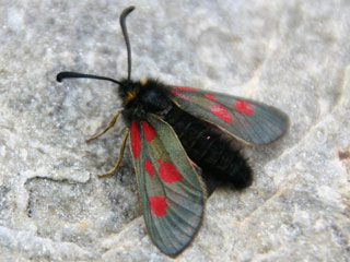 Zygaena exulans Alpen-Widderchen Mountain Burnet