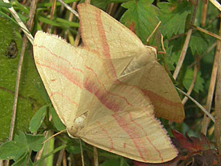 Rhodostrophia vibicaria  Rotbandspanner