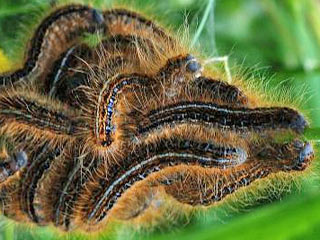 Malacosoma alpicola  Alpiner Ringelspinner