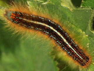 Malacosoma alpicola  Alpiner Ringelspinner