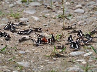 Limenitis camilla Kleiner Eisvogel White Admiral