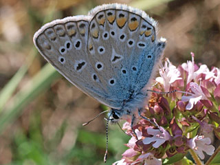 Polyommatus andronicus