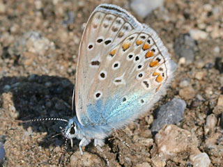 Polyommatus andronicus