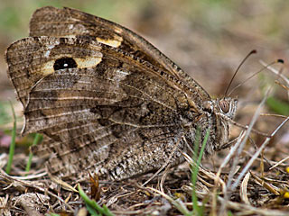 Hipparchia maderensis