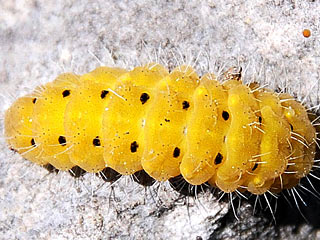 Raupe  Zygaena purpuralis  Thymian-Widderchen