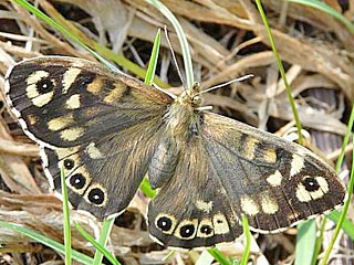 Waldbrettspiel Laubfalter Pararge aegeria Speckled Wood