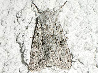 Antitype chi  Chi-Eule  Grey Chi