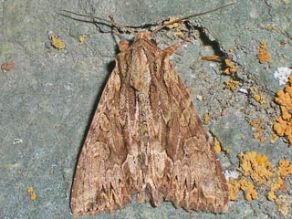 Groe Grasbscheleule  Apamea monoglypha  Dark Arches