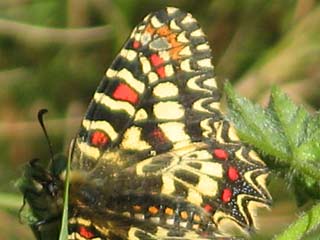 Spanischer Osterluzeifalter  Zerynthia rumina  Spanish Festoon
