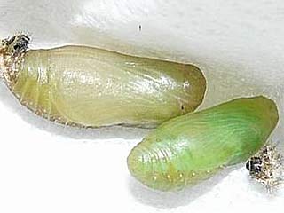 Puppen Polyommatus icarus Hauhechel-Bläuling Common Blue