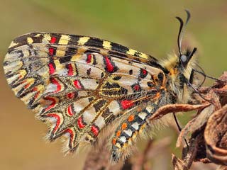 Spanischer Osterluzeifalter  Zerynthia rumina  Spanish Festoon