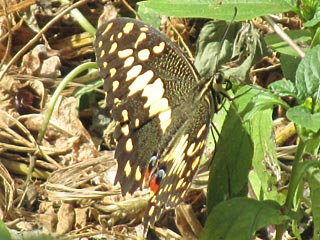  Papilio demodocus,  Citrus Swallowtail