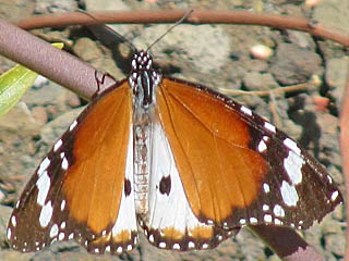 Afrikanischer Monarch  Danaus chrysippus  Plain Tiger