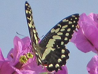  Papilio demodocus,  Citrus Swallowtail